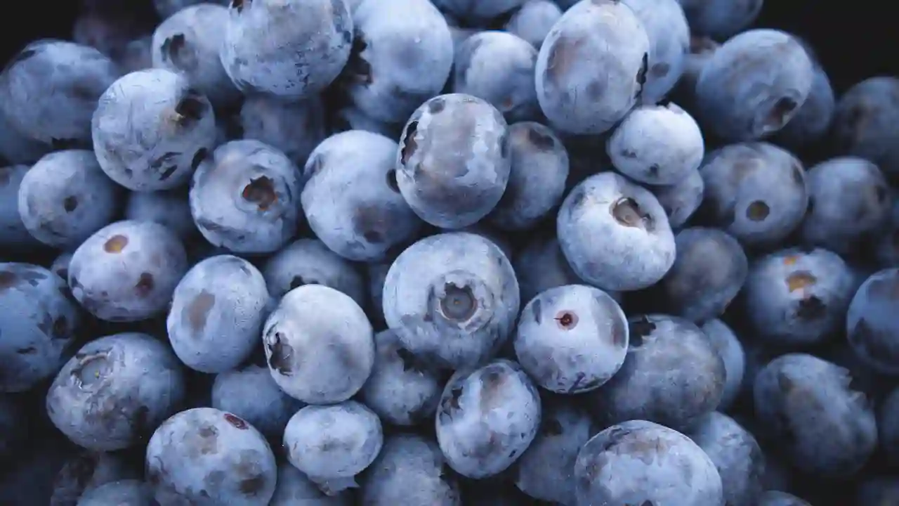 frozen blueberries for Gerbils