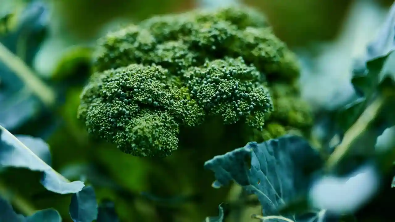 broccoli with leaves