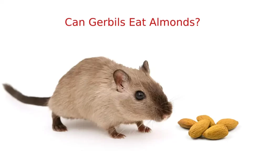 gerbils eating almonds