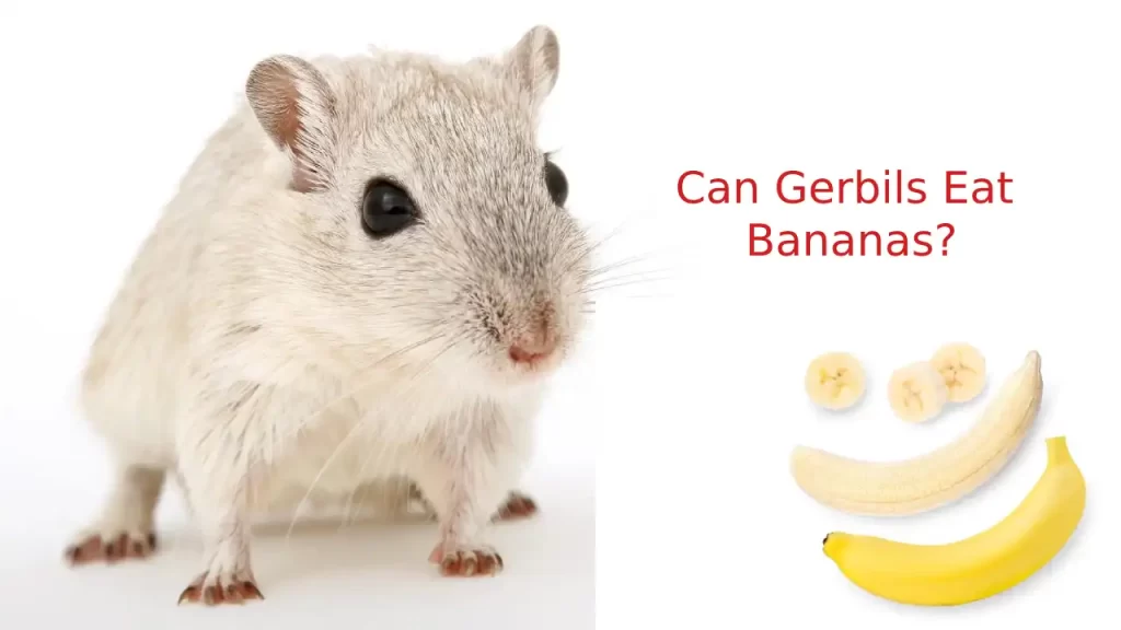 gerbils eating bananas