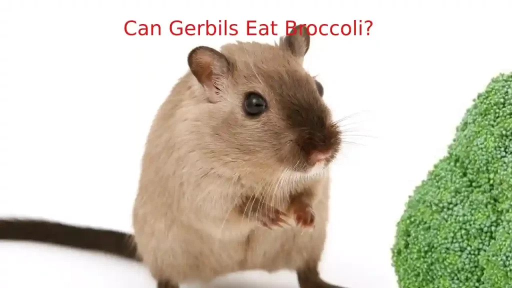 gerbils and brocolli