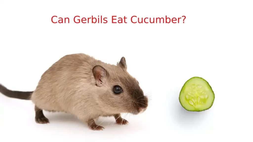 gerbils eating cucumber