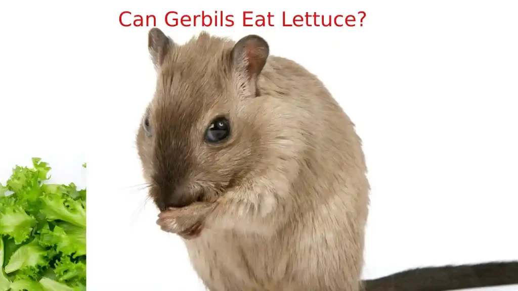 gerbils eating lettuce