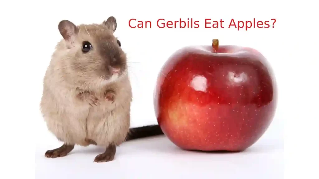 gerbils eating apples