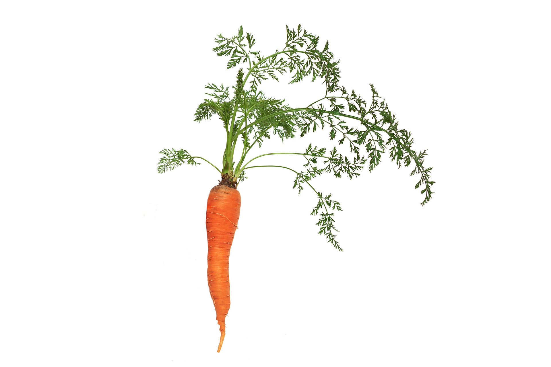carrot with leaves