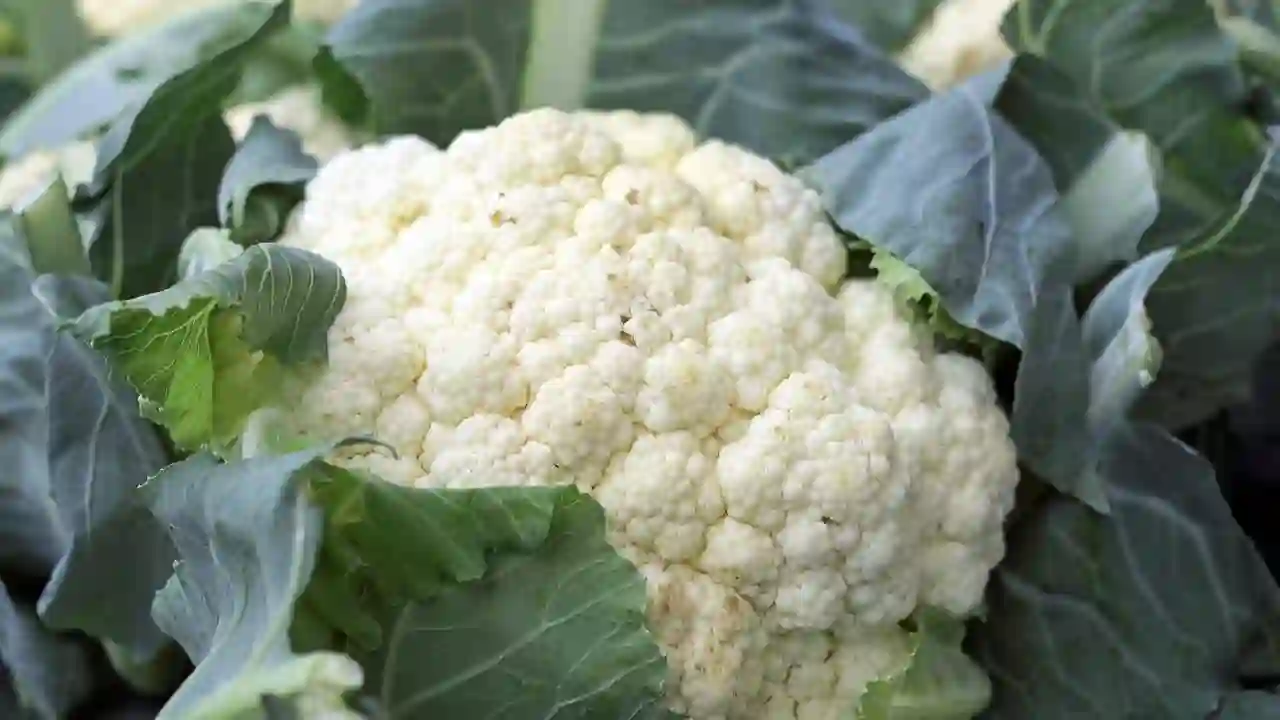 fresh cauliflower with leaves