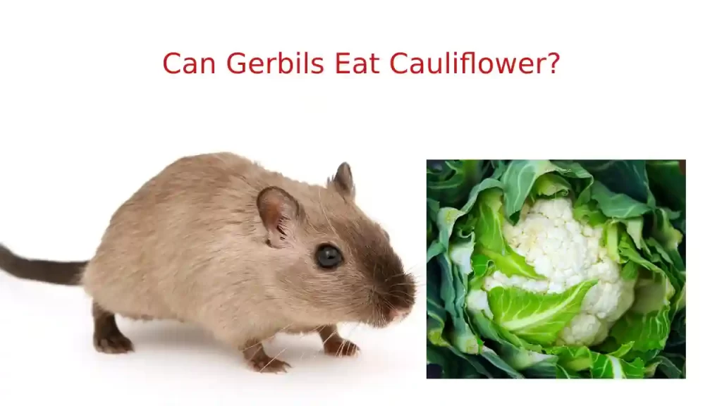 gerbil and cauliflower