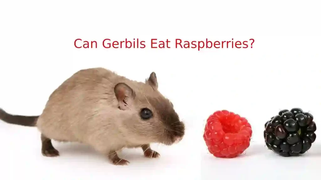 Gerbils and Raspberries