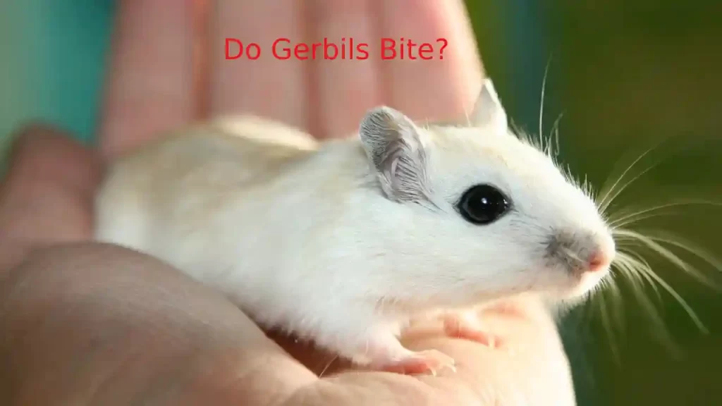 why do gerbils bite