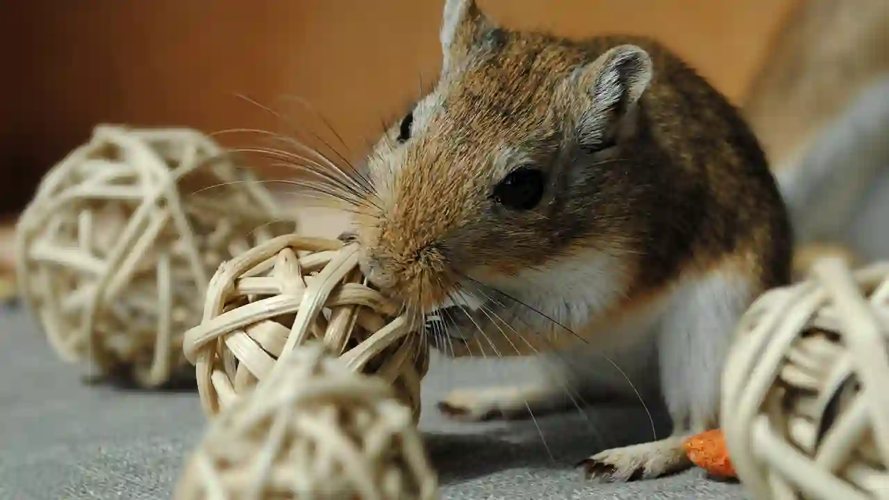 how to stop a gerbil's bite