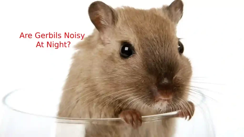 are gerbils noisy at night