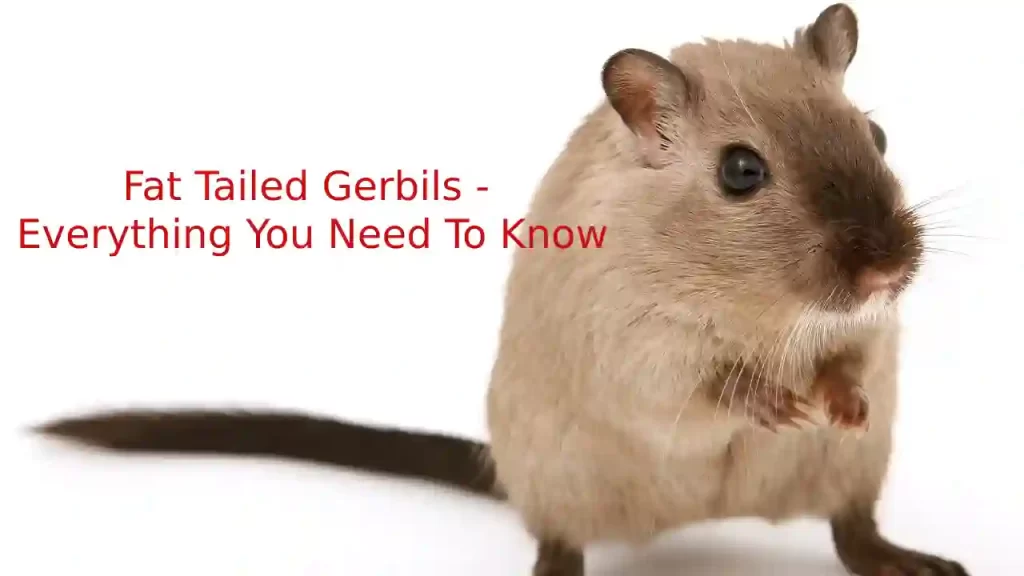 a picture of fat tailed gerbil