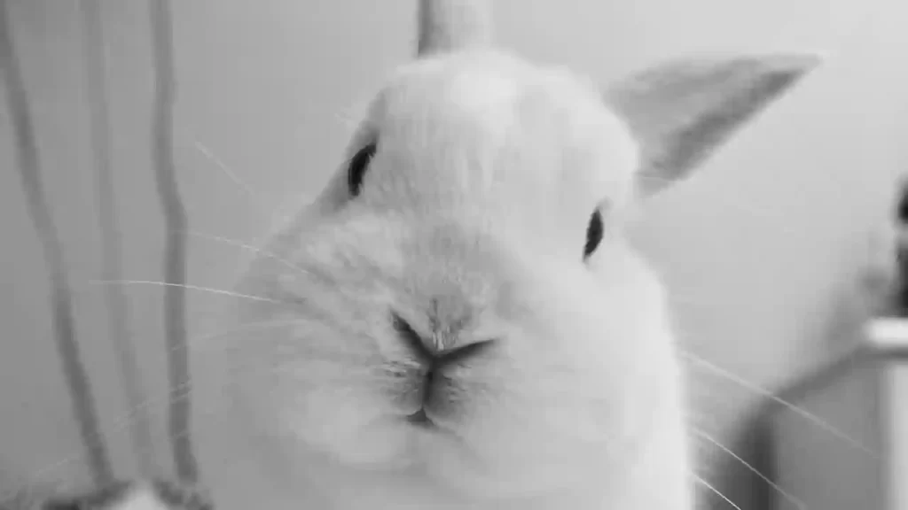 Why does my rabbit has a tilted head