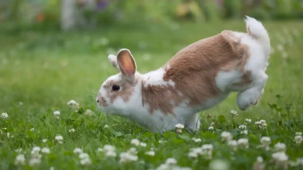 rabbit jumping high