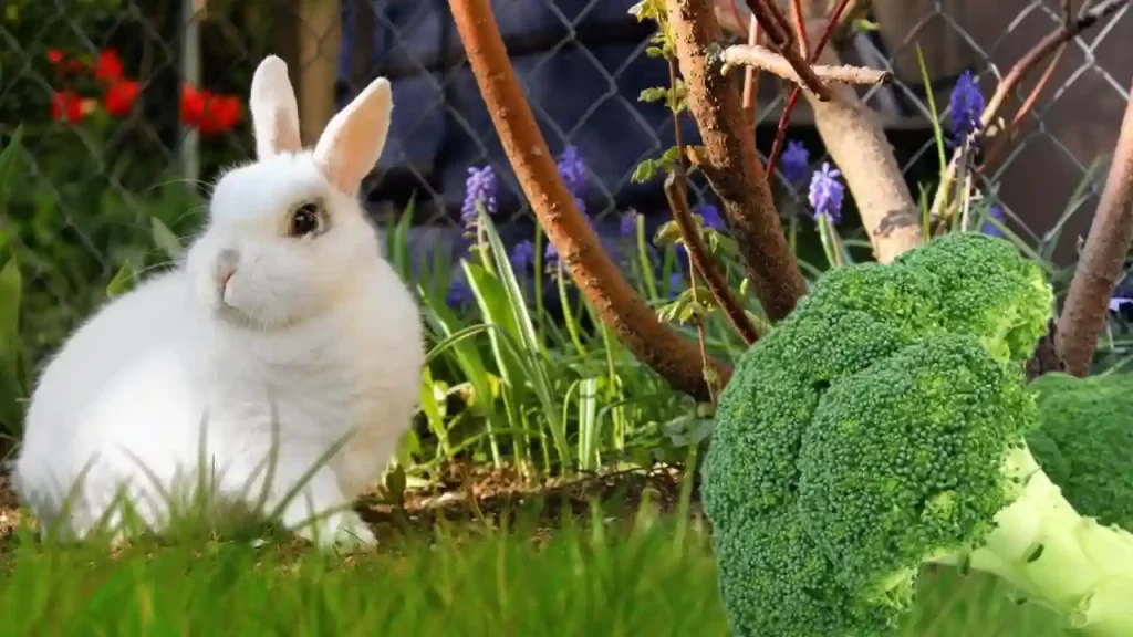 rabbit eating broccoli