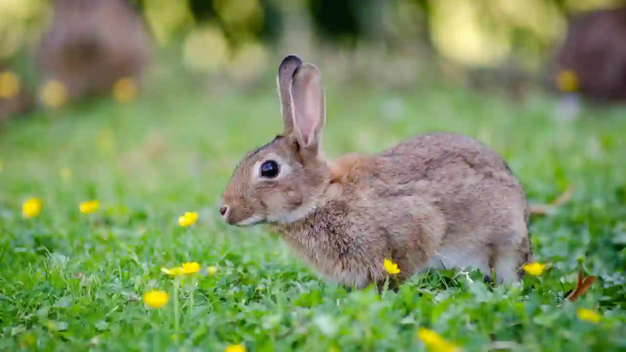 rabbit playing