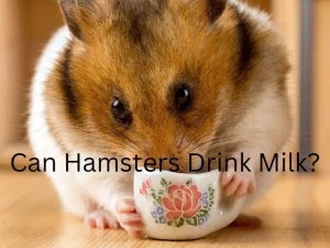 Hamster drinking