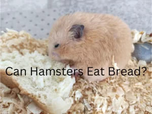 Syrian Hamster eating bread