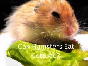 Hamster eating lettuce