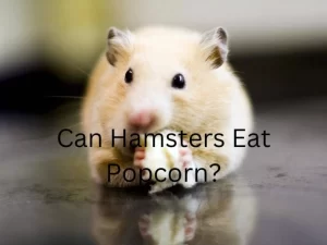 Hamster Eating popcorn