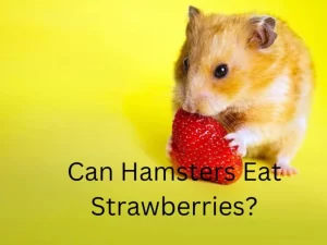 Hamster eating strawberry
