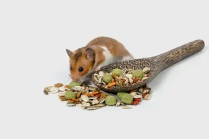 Hamster eating food stock