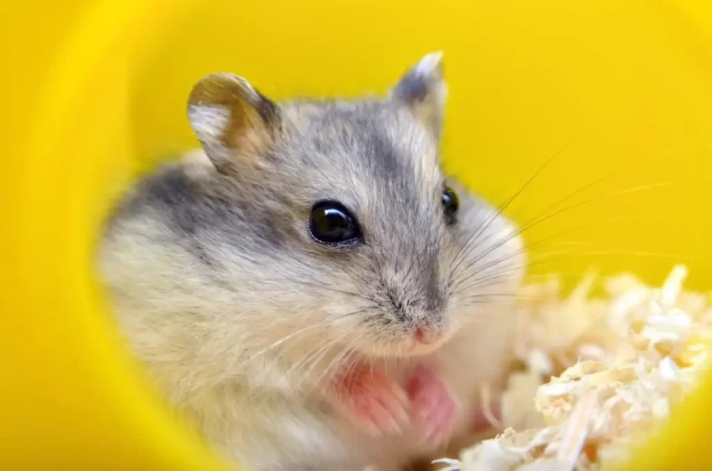 Pet hamster eating