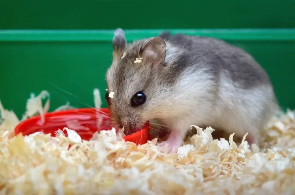 Pet hamster eating food
