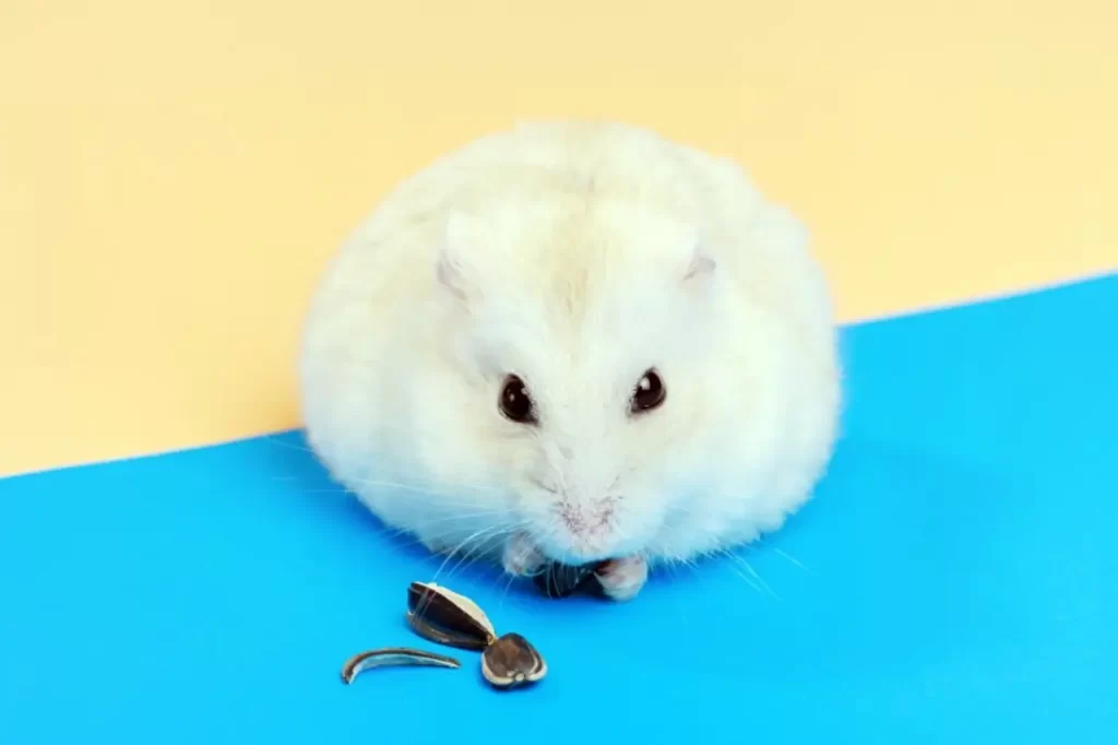 White hamster sitting