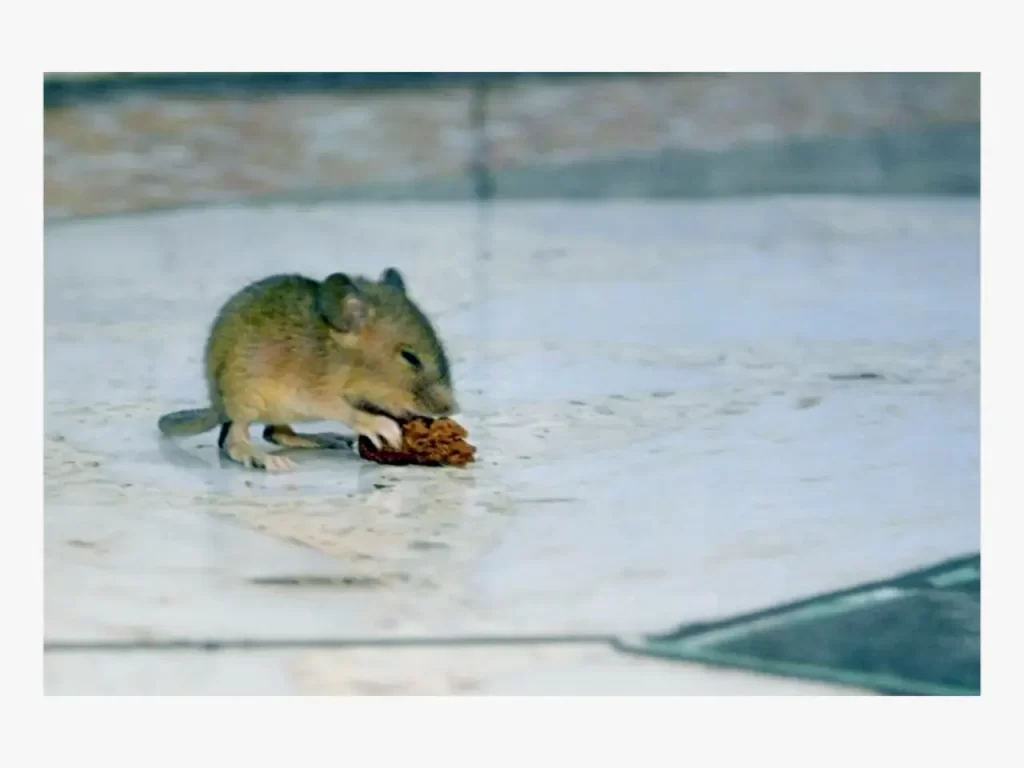Hamster eating outside
