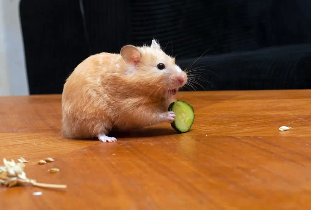Hamster eating cucumber