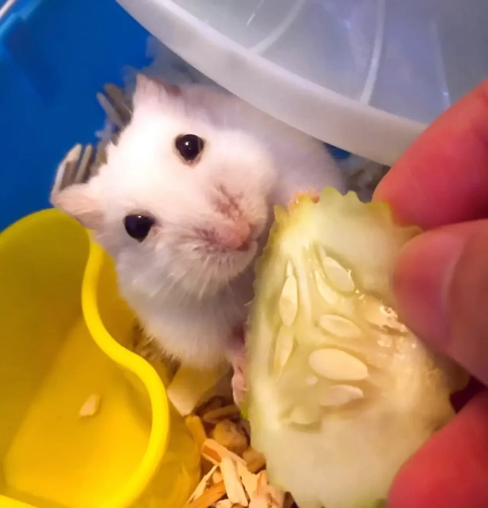 dwarf hamster eating cucumber