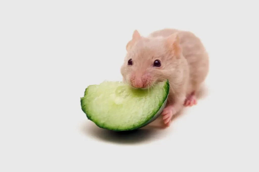 Hamster eating cucumber slice