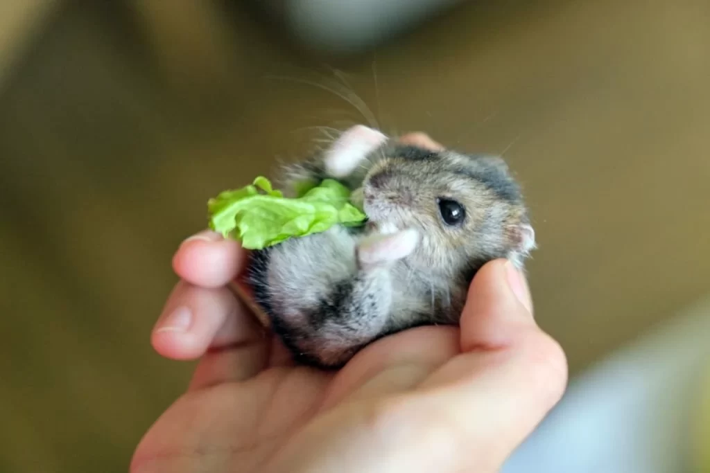 Little hamster eating lettuce leaves