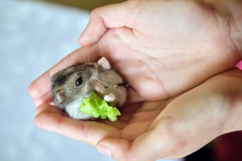 Hamster with lettuce