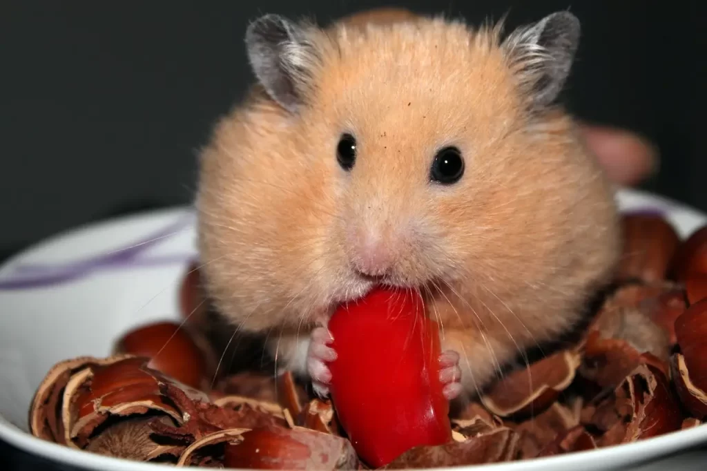 Golden hamster eating food