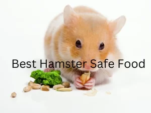 Hamster eating seeds