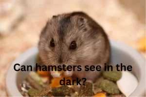 Hamster is pot
