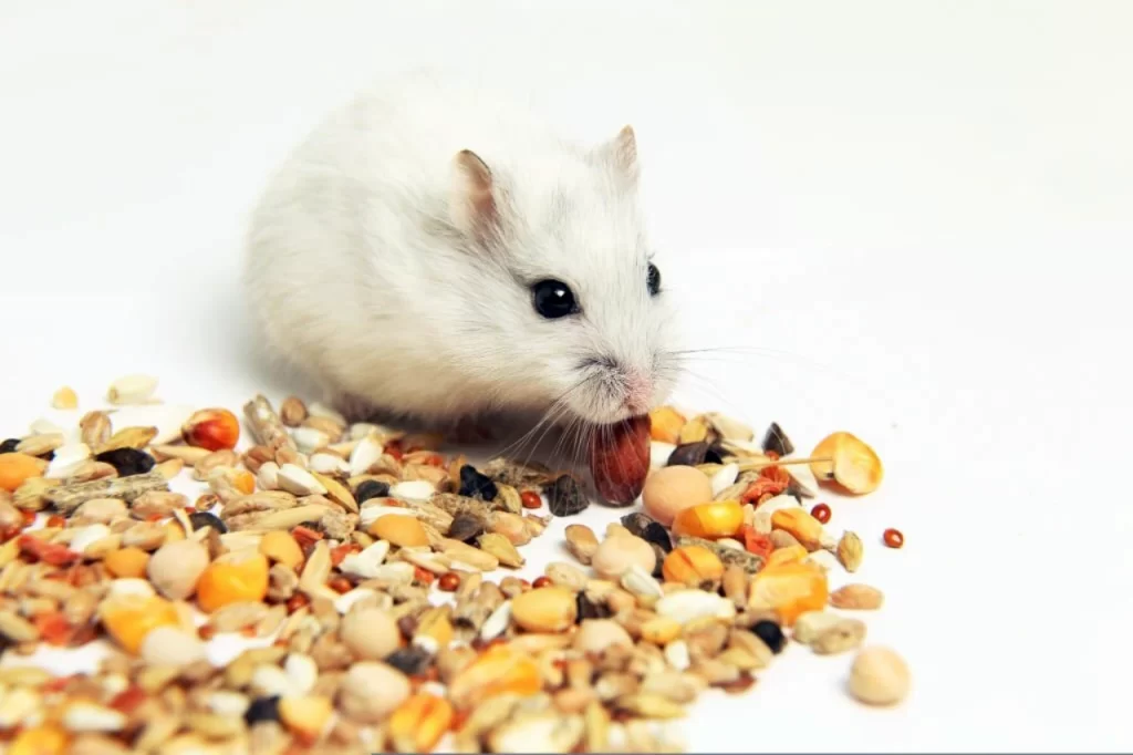White Hamster Eating Grains