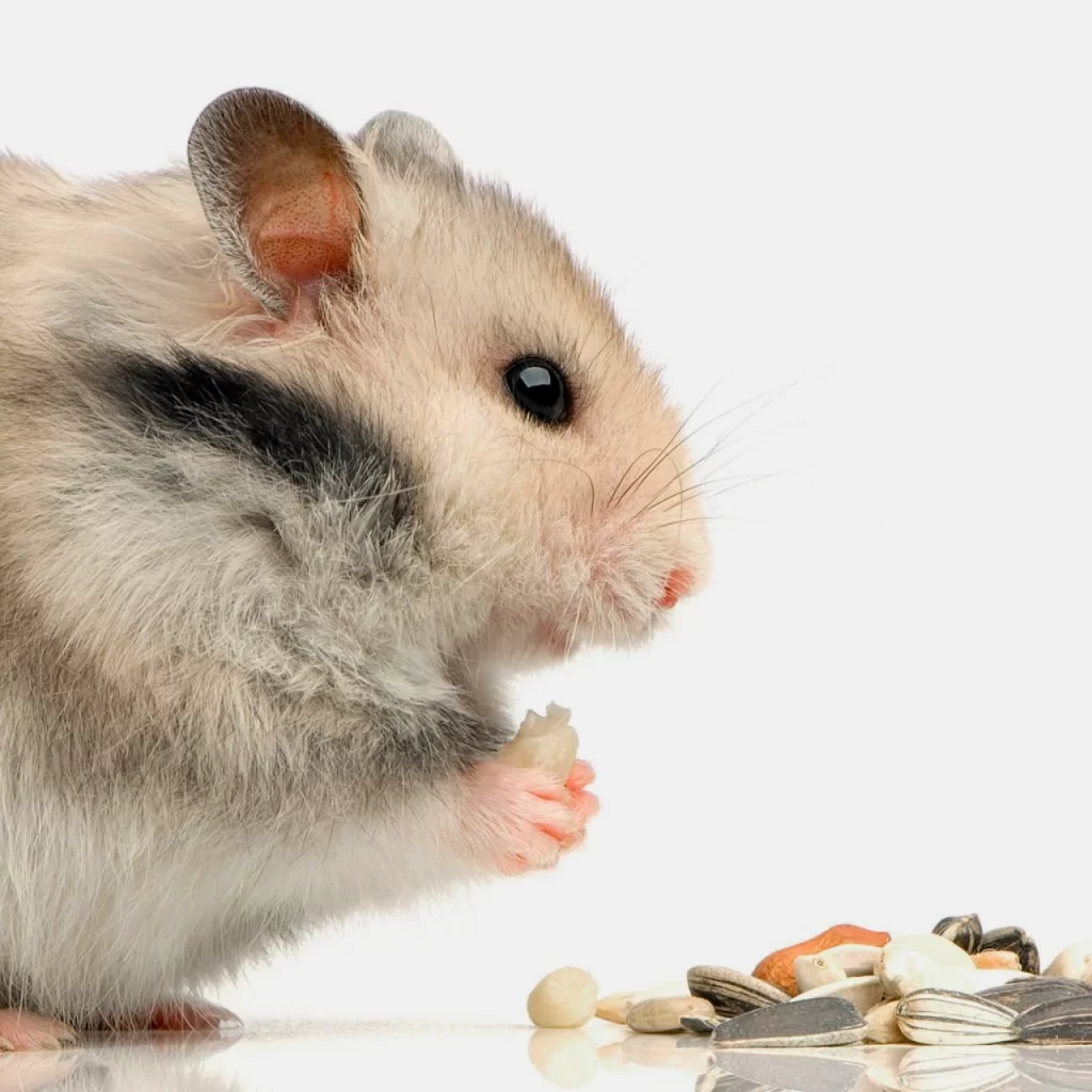 Hamster eating nuts and seeds