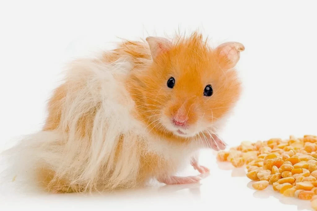 Syrian Hamster Eating legumes