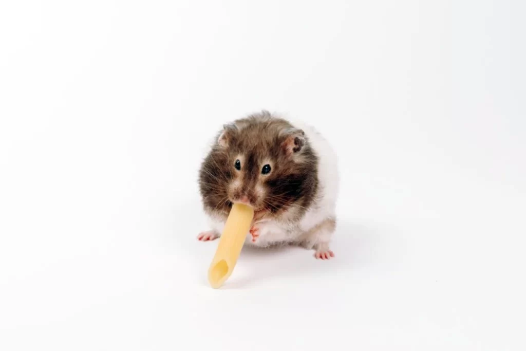 Hamster Eating Pasta