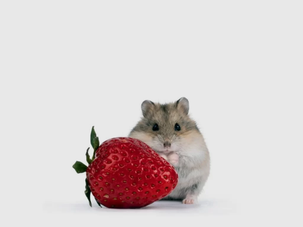 Hamster eating strawberries