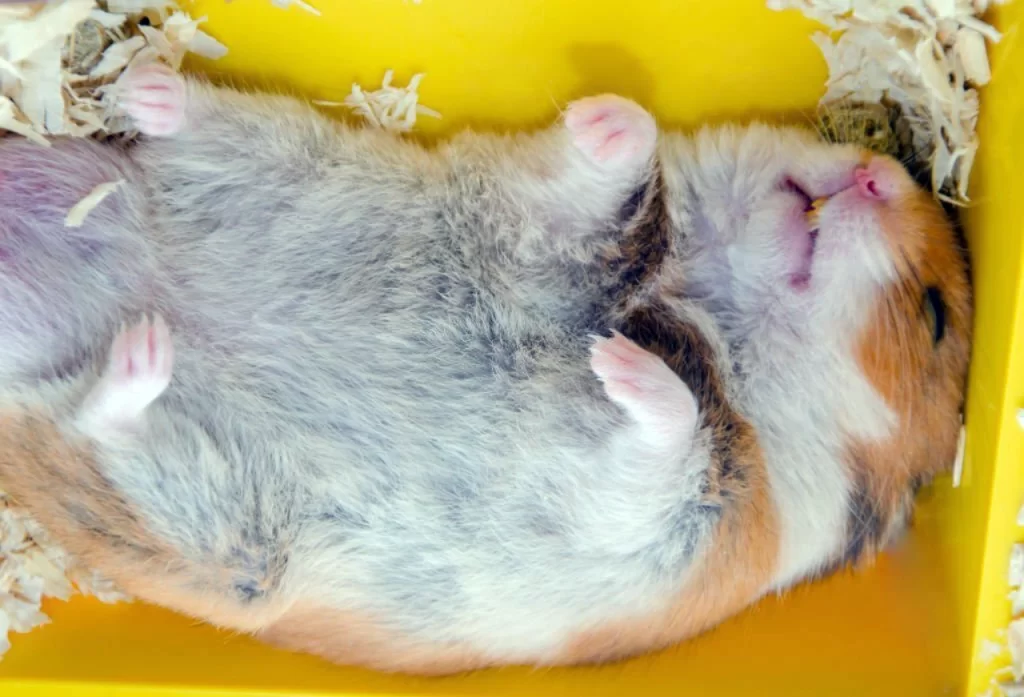 Hamster sleeping
