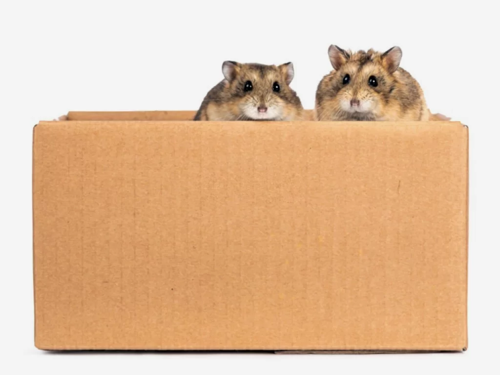 Two hamsters in a box