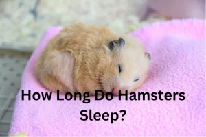 Syrian hamster sleeping on blanket